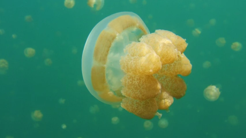 jellyfish in the water with some orange shells