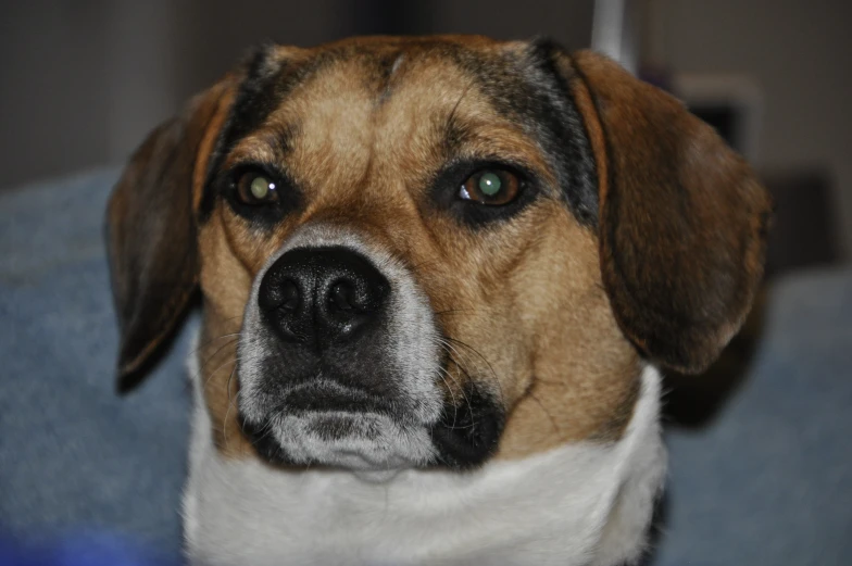 a very cute brown and white dog looking at soing