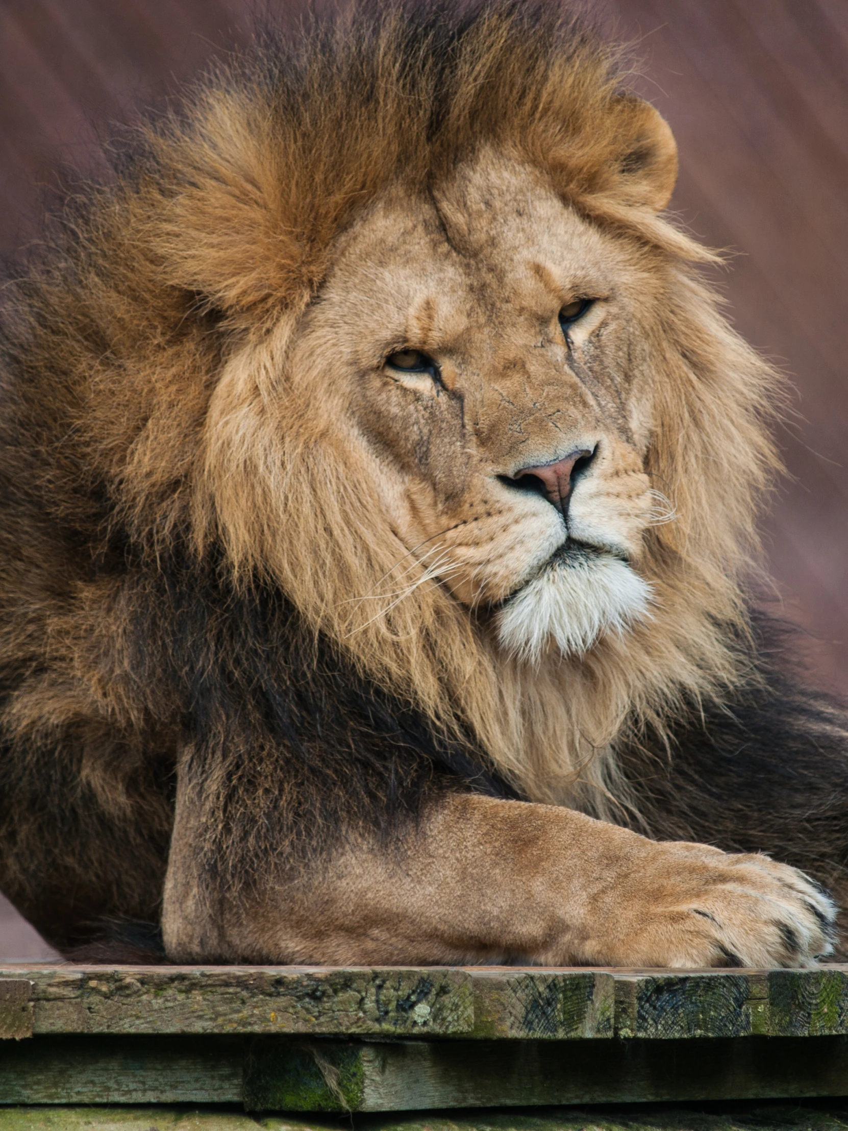 a close up of a lions face laying on a wooden plank