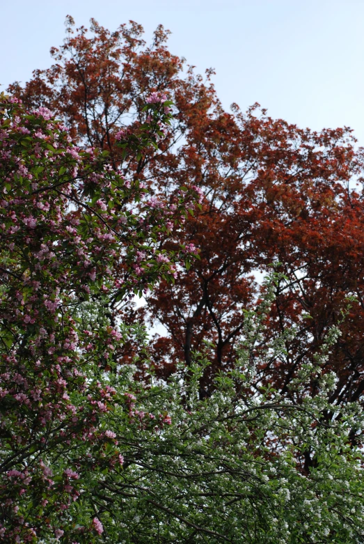 the tree is very colorful and leaves are red