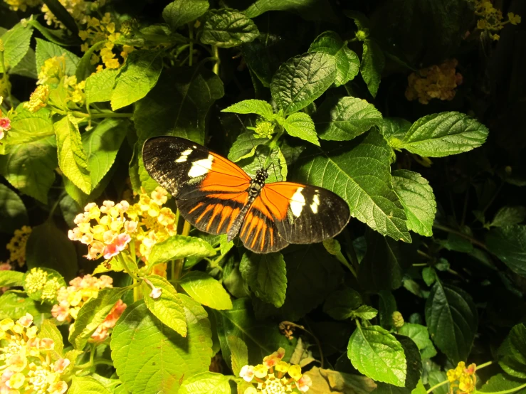 the orange and black erfly is on a flower