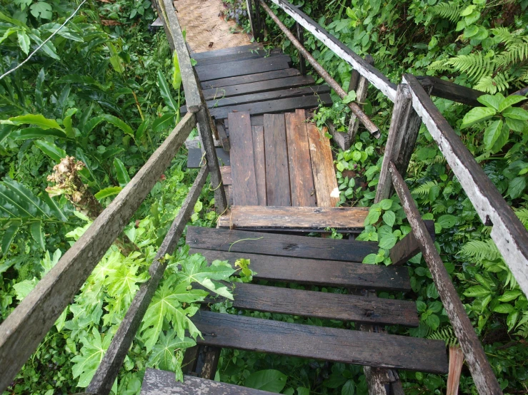 a group of wooden steps going up in a green forest