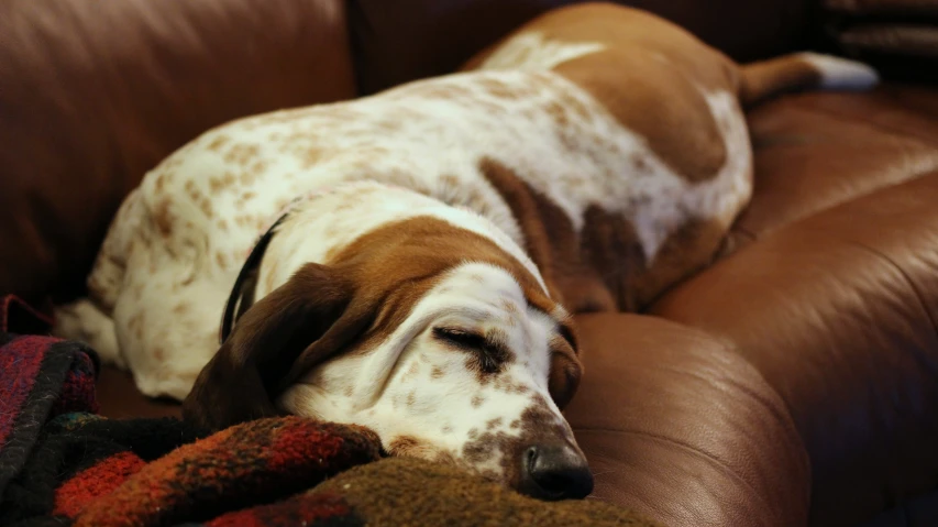 a brown and white dog with his eyes closed laying on a couch