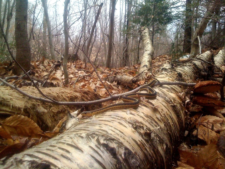 a log that is covered with brown leaves