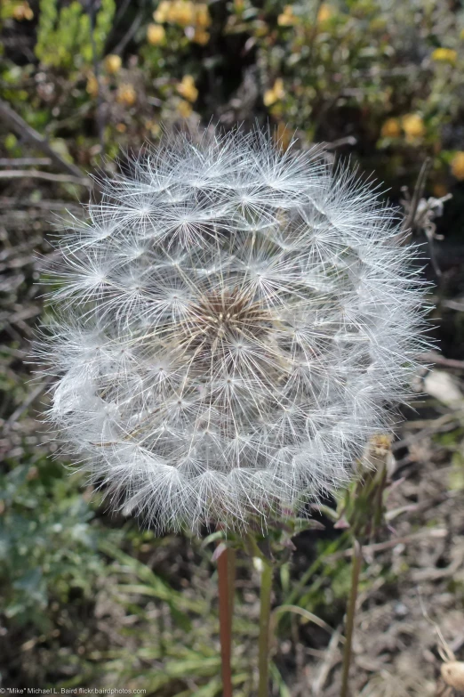 a dandelion is in the middle of some plants