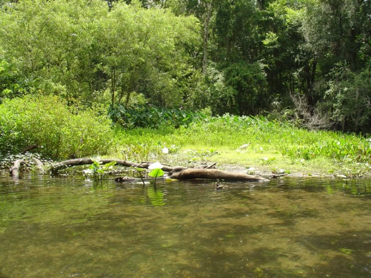 a pond next to some grass and trees