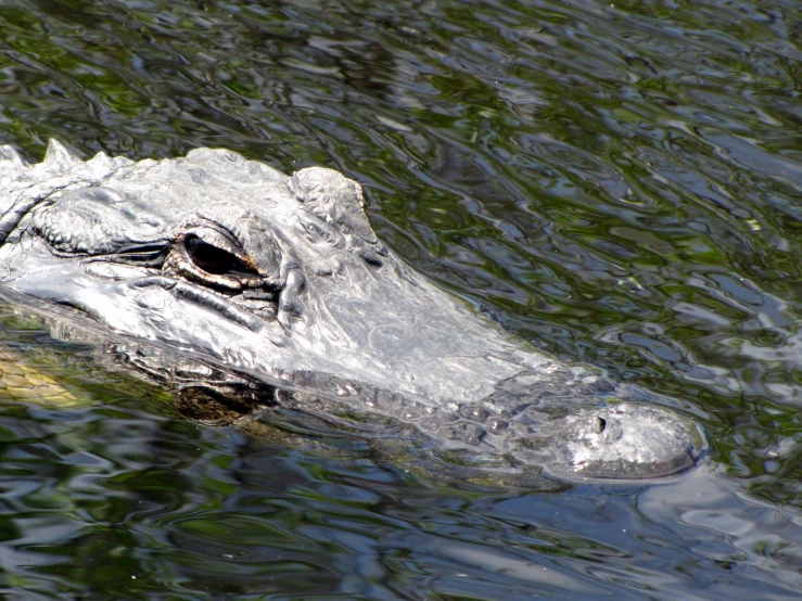 an alligator in the middle of the water