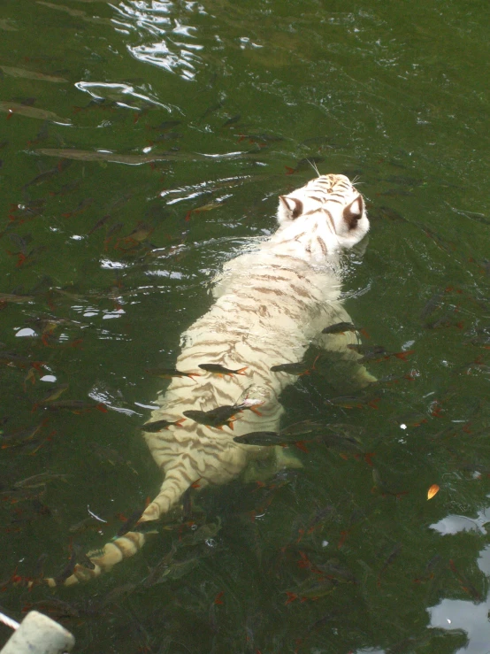 the tiger is in the water looking up at the camera