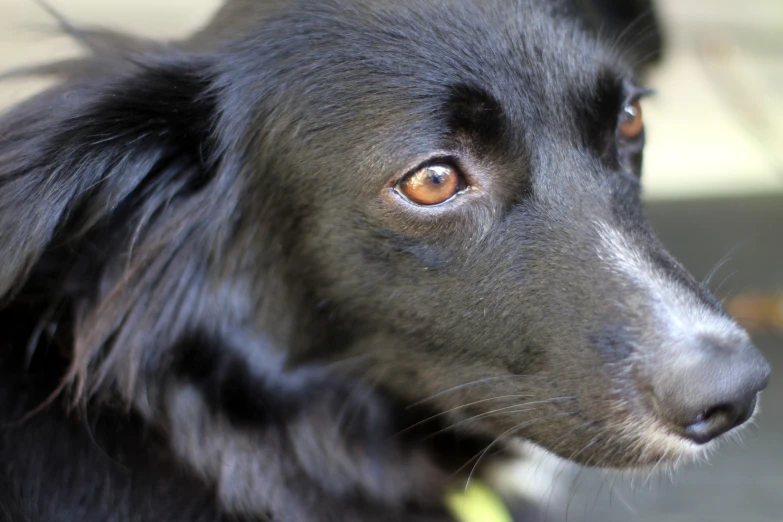 a black dog with orange eyes looking straight ahead