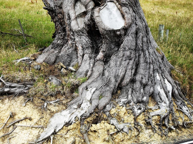 an uprooted tree with several faces and bones