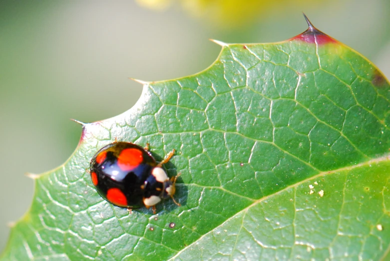 the beetle is crawling on the side of a green leaf