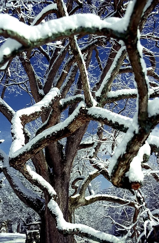 snow on the trees and ground and a bench in the background