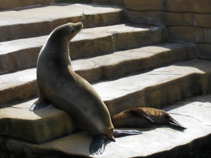 two sea lions sitting on stone steps by each other