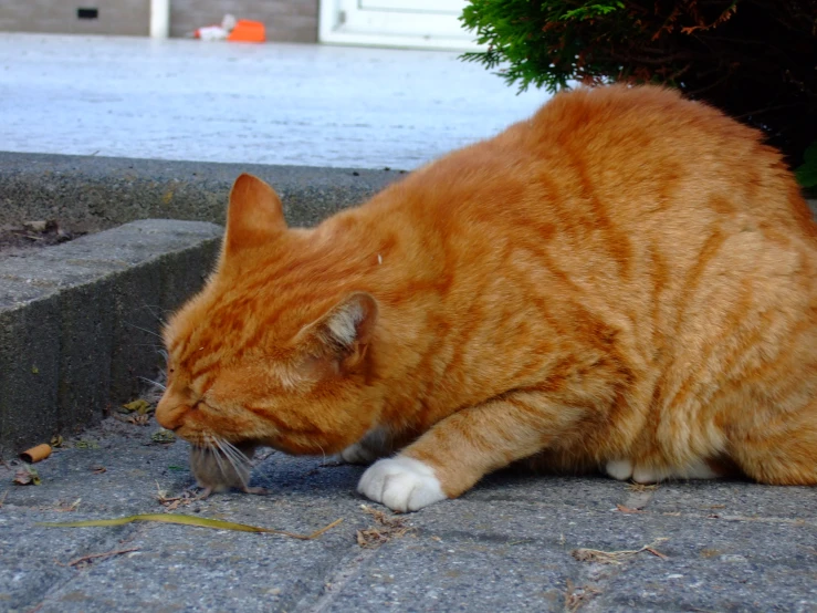 an orange cat sits on the pavement and eats