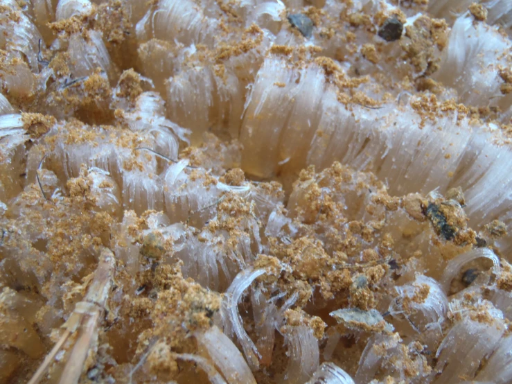 closeup of a sea anemone with tiny crabs