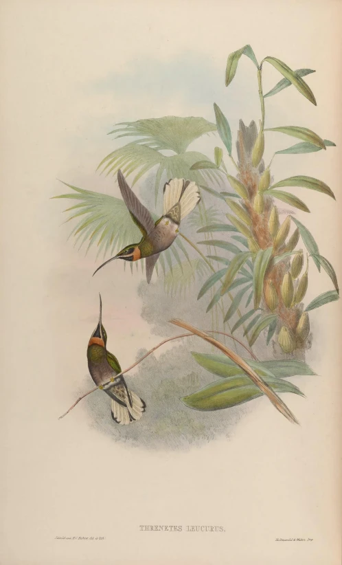 two hummingbirds flying past some plants and leaves