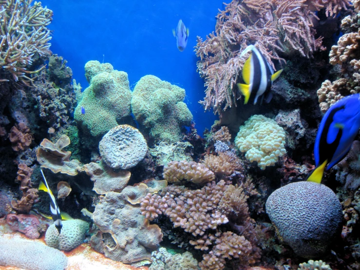 colorful tropical fish swim in a large coral reef