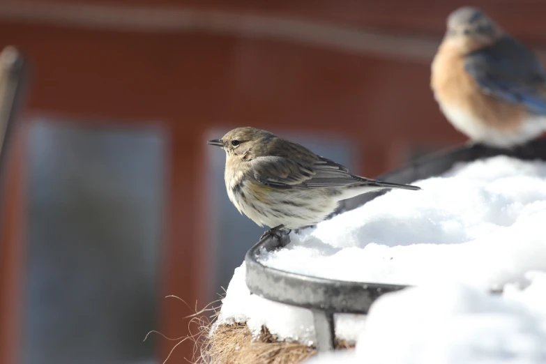 two small birds perched on the top of a snow covered bird feeder