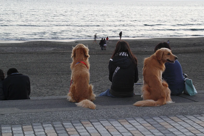 a dog and two people sitting on the beach
