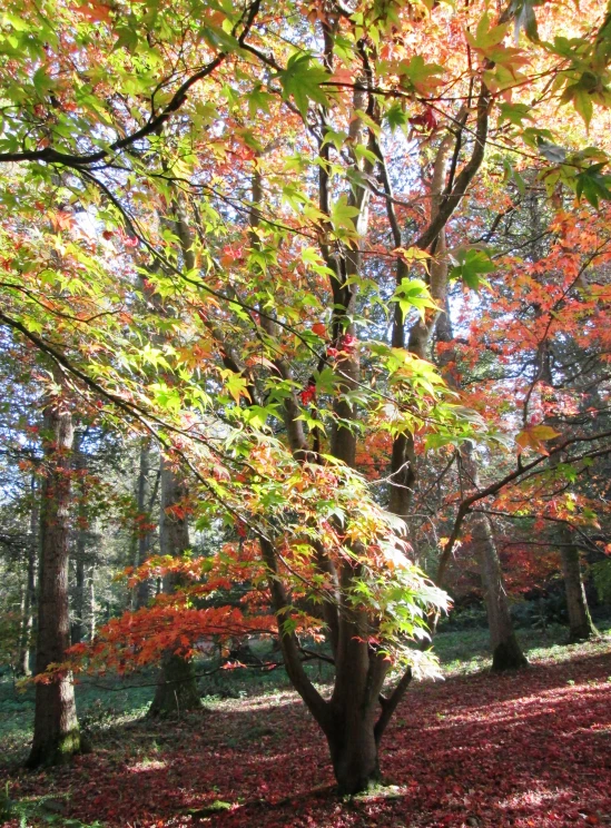 a forest filled with lots of colorful trees