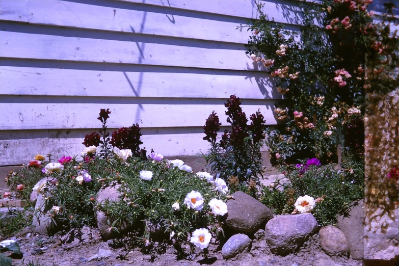 colorful flower display near grey wall in open field