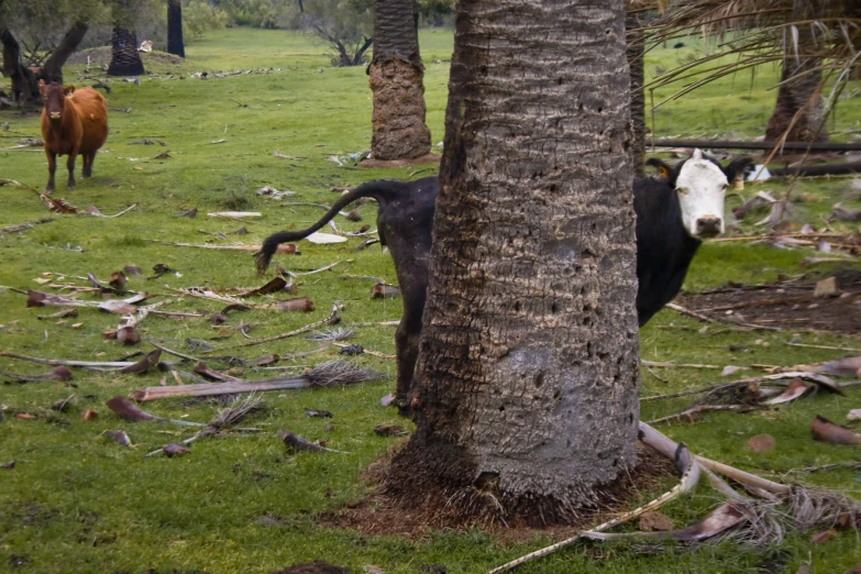 several cows graze in the open grass between trees