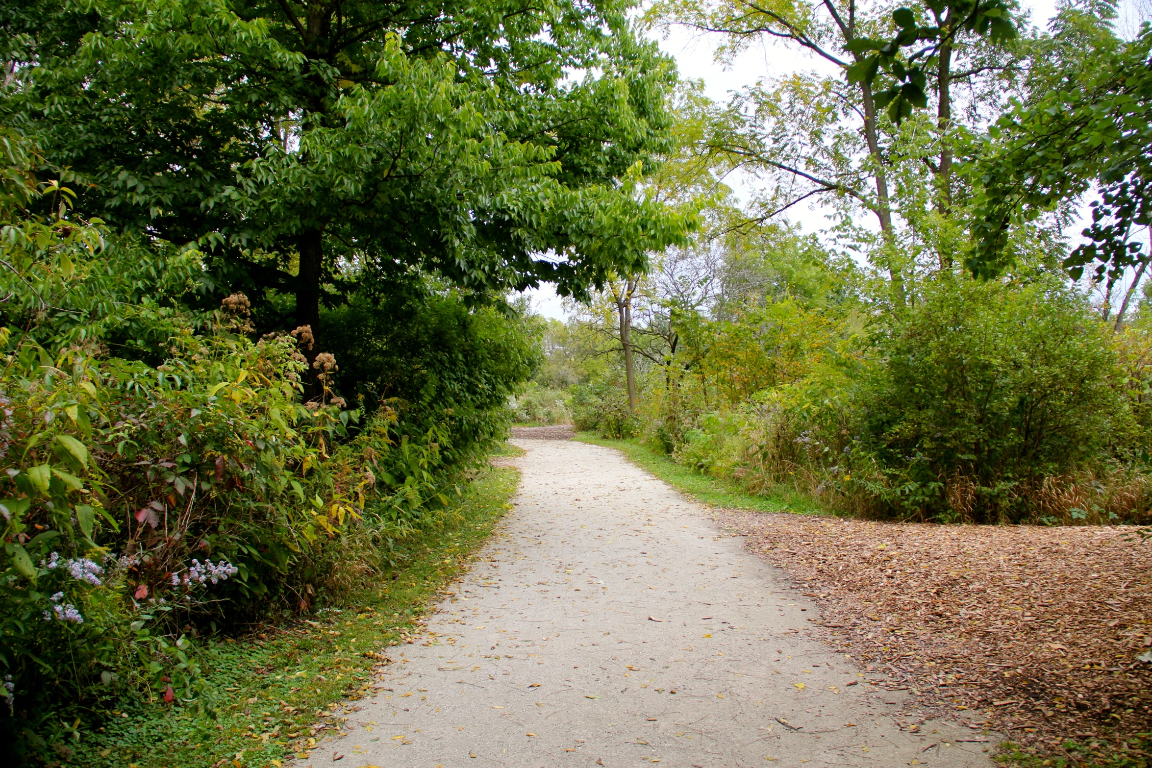 an empty paved path in the woods, with a traffic cone at the end