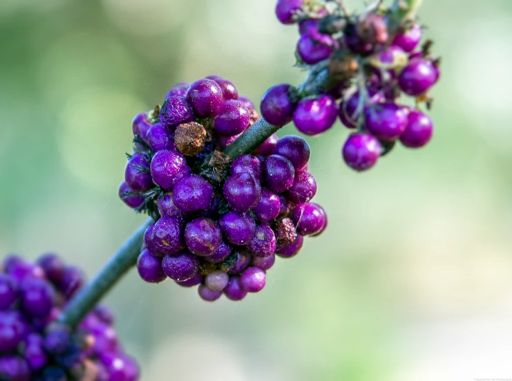 some purple flowers on the stem of a tree