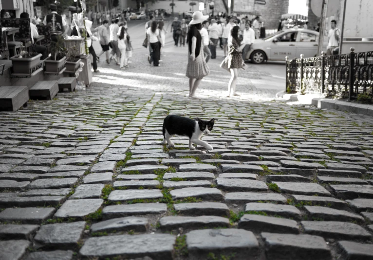 a cat walks down an alley past a crowd of people