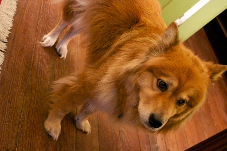 a brown dog stands on the floor in front of an open door