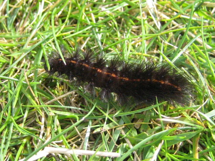 a caterpillar that is sitting on the grass