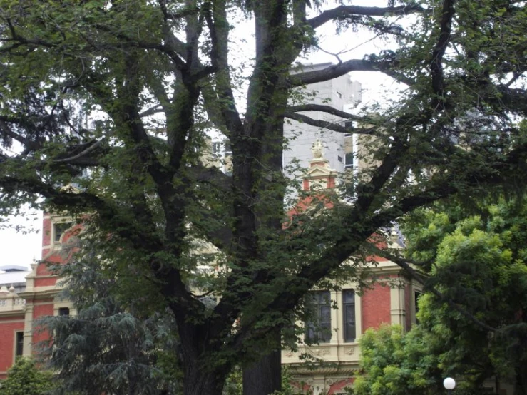 a tall clock tower towering over a park covered in trees