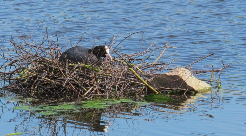 an animal on top of a pile of grass on the water