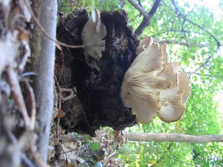 some type of mushroom growing out of a stump