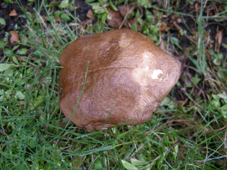 a big brown object laying in the grass