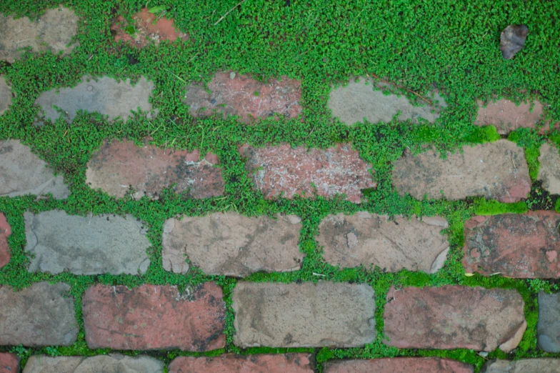 a brick walk on top of green grass