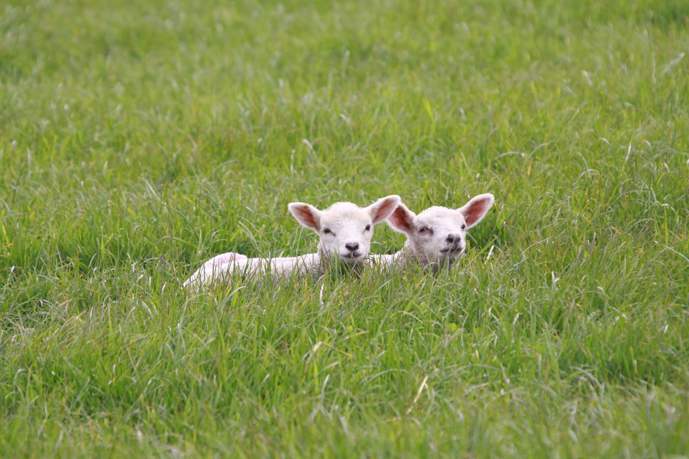 two white lambs sitting in the middle of a grassy field