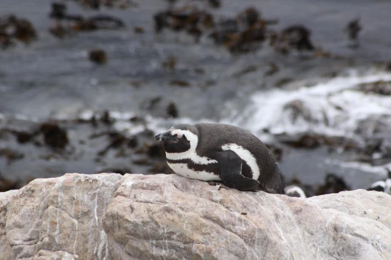 an animal with white and black stripes is sitting on top of a rock