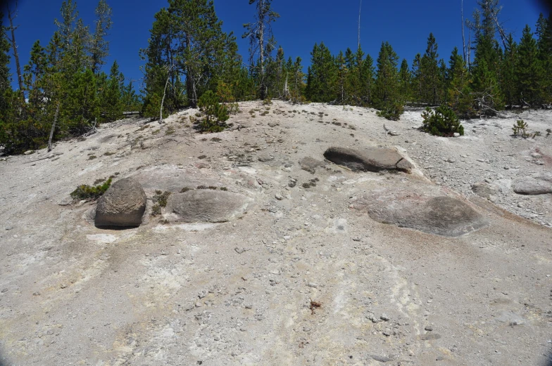 a group of rocks with plants in the background