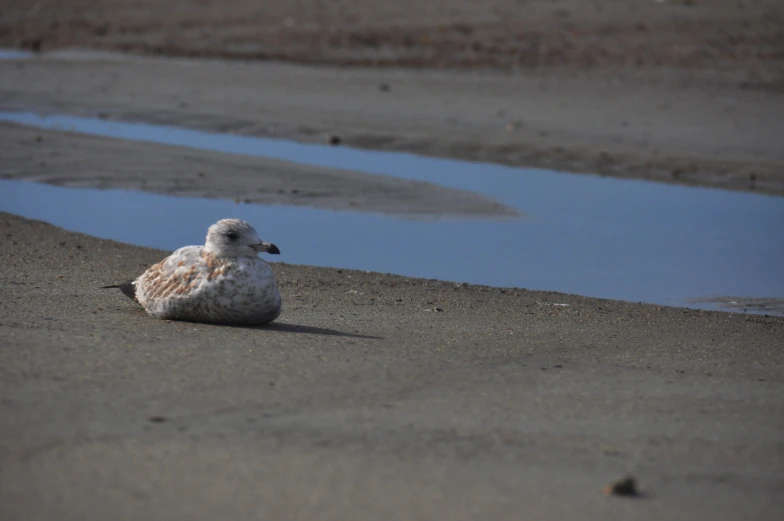 a seagull is sitting in the sand on the beach