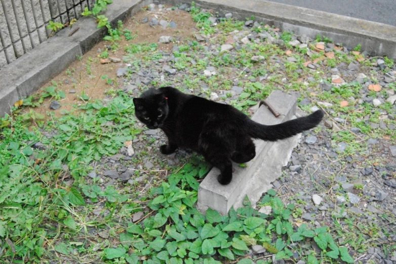 a black cat is sitting on a ledge outside