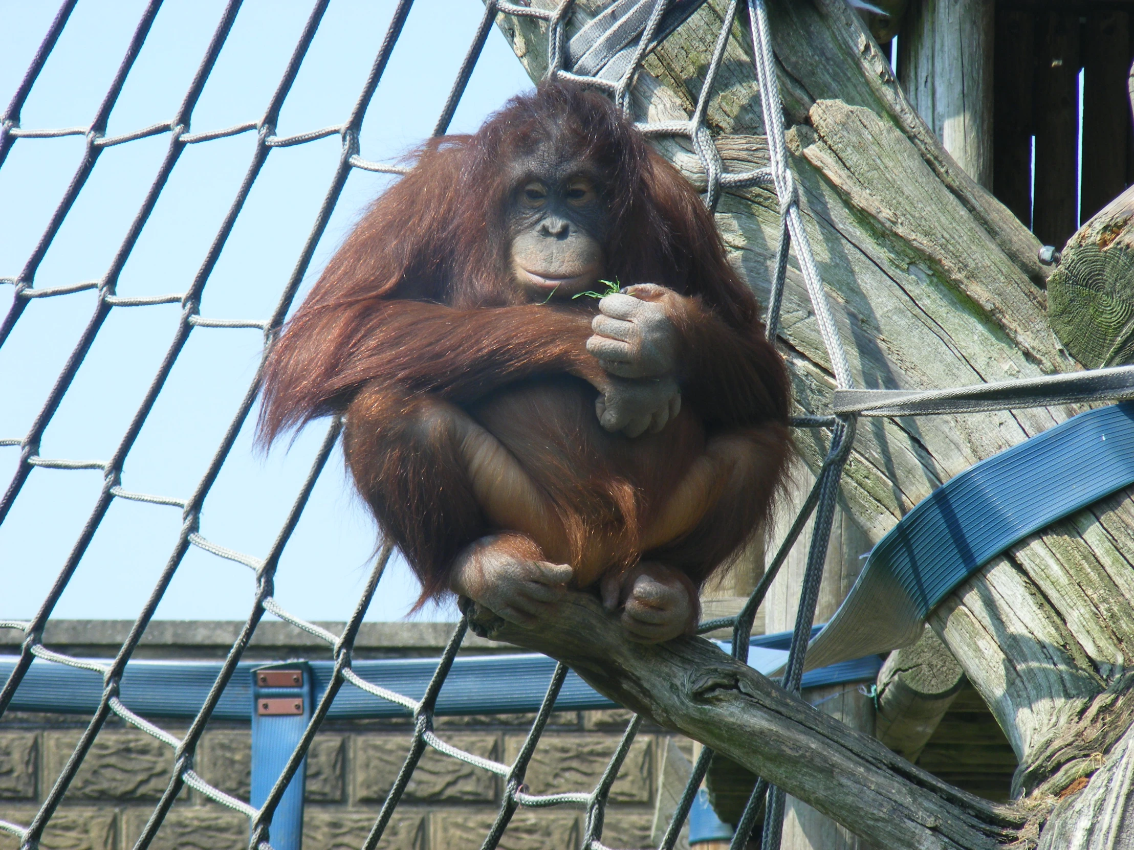 an oranguel hanging from a wire fence