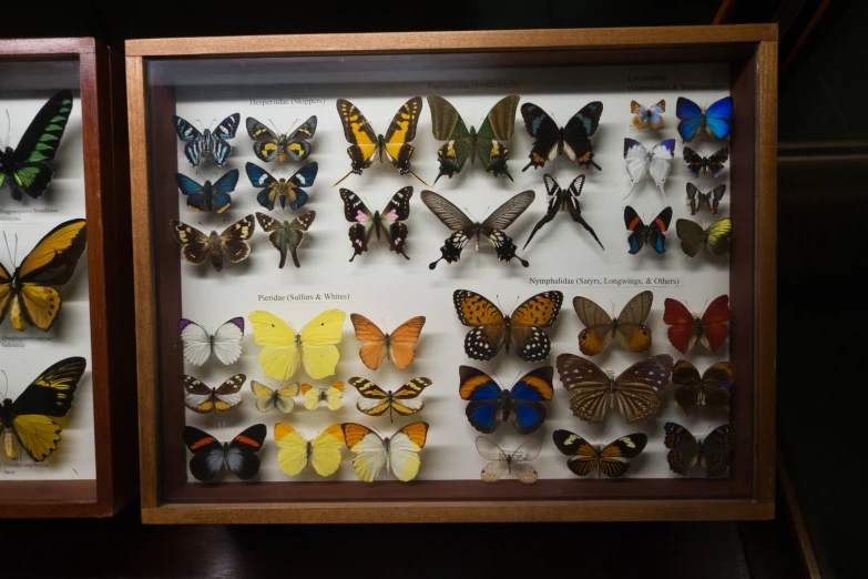 two wood frames covered with erflies in different colors