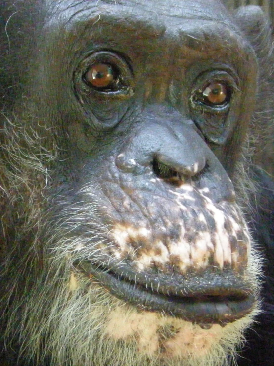 an adult gorilla looks into the camera