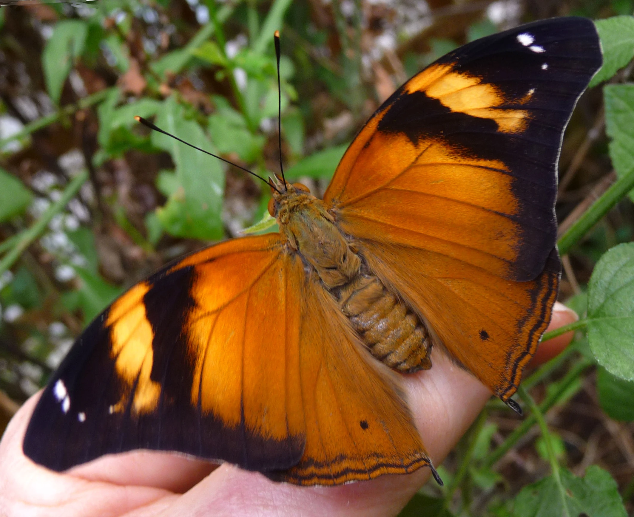 a large erfly sitting on the palm of someone's hand