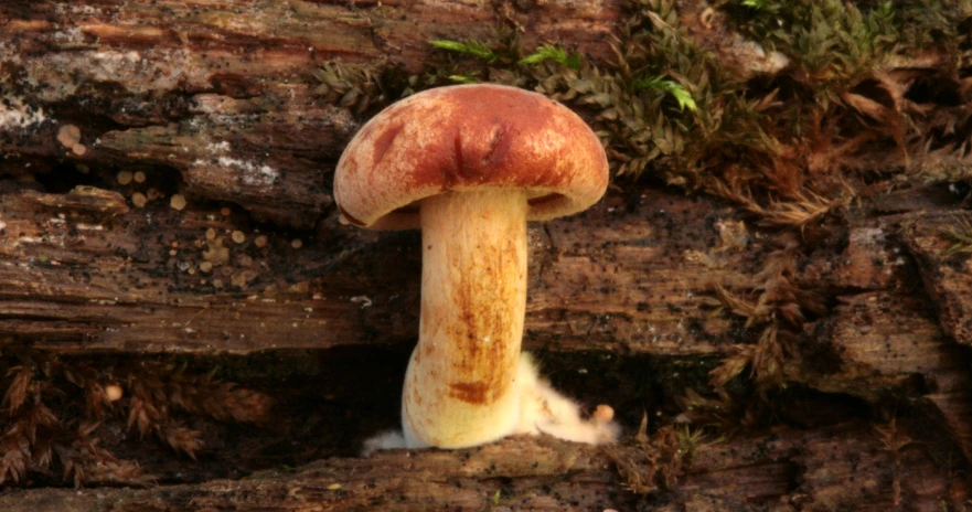 a mushroom sits on the ground near rocks and grass