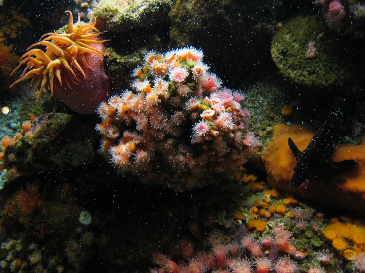 small sea anemones and other animals swim over corals