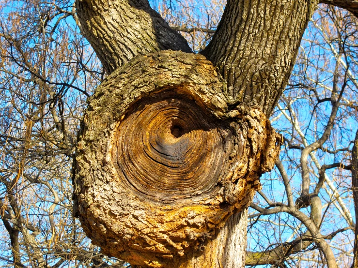 a spiral shaped piece of tree wood