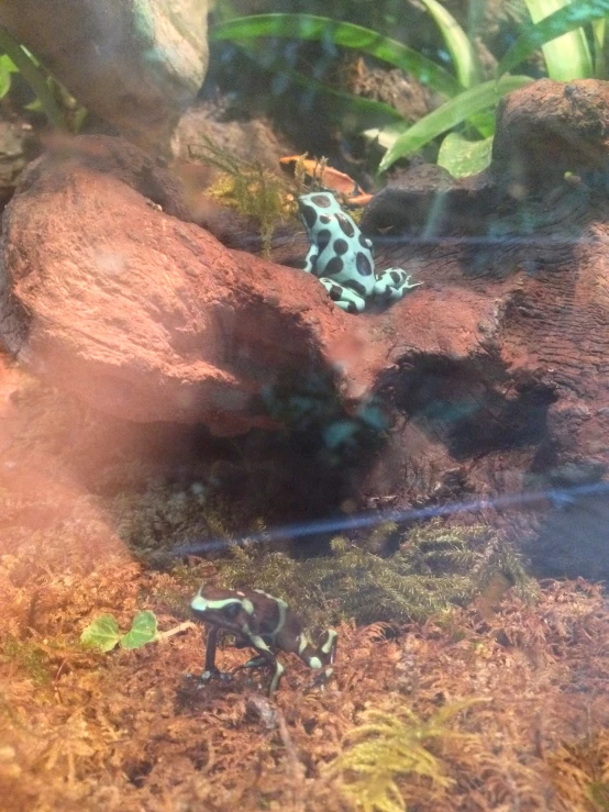 a little frog in its enclosure at the zoo