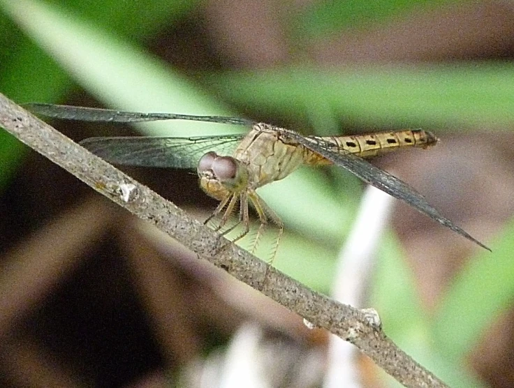 a close up of a small insect sitting on top of a plant